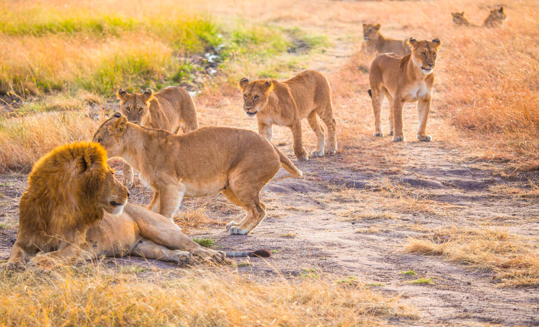 Lion family resting in the Masai Mara