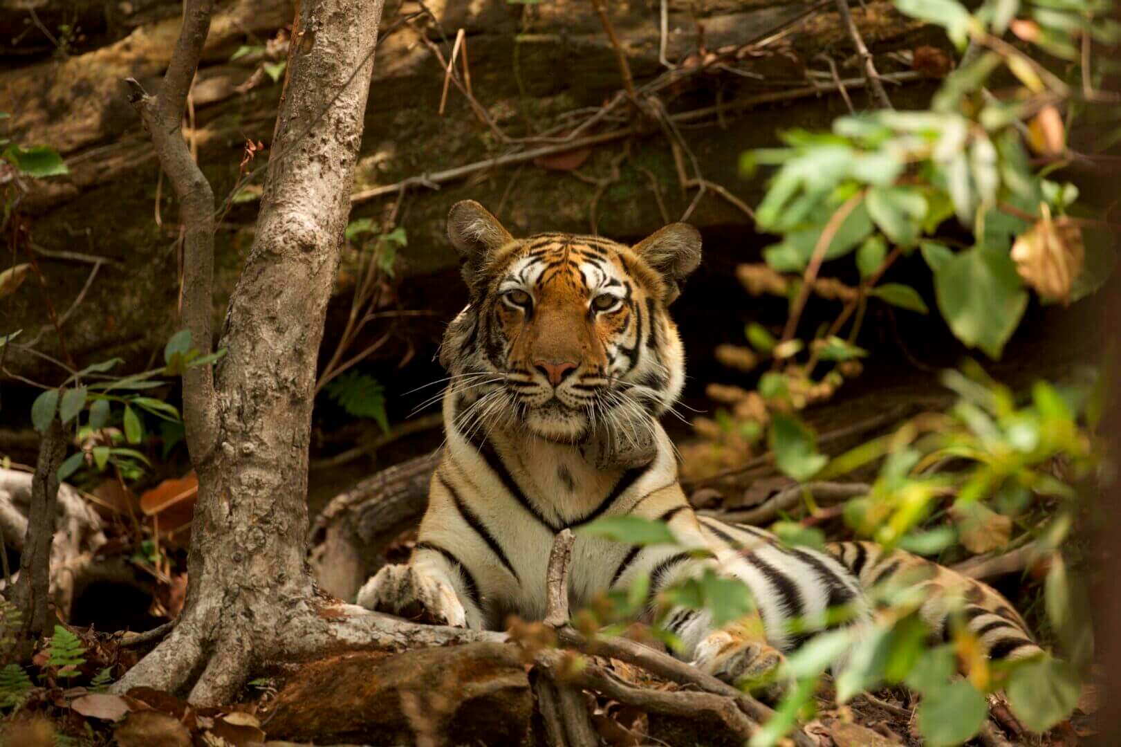 Bengal tiger resting in Satpura National Park