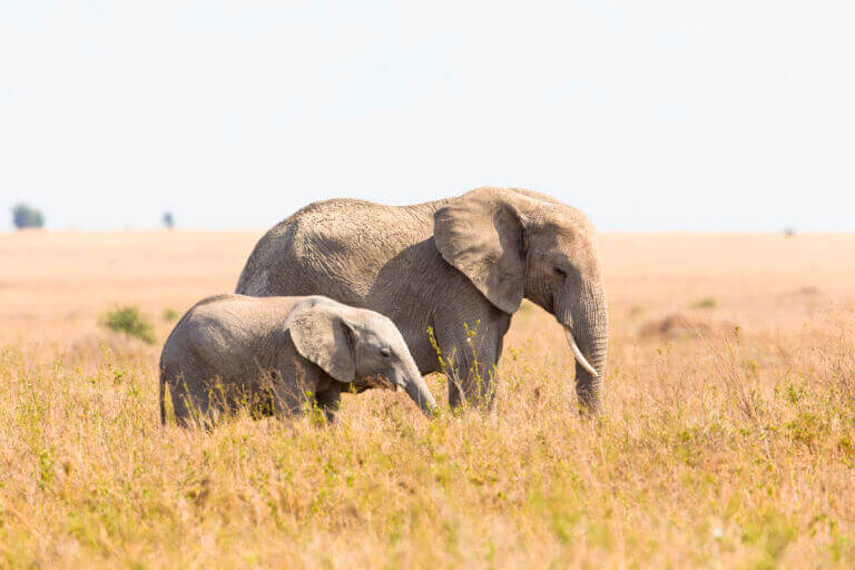 Adult elephant and calf standing together in tall grass.