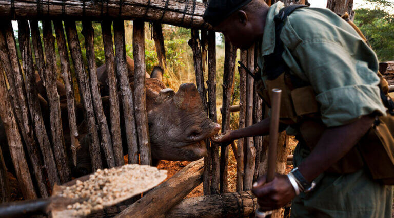 Ranger feeding a rhino in an enclosure