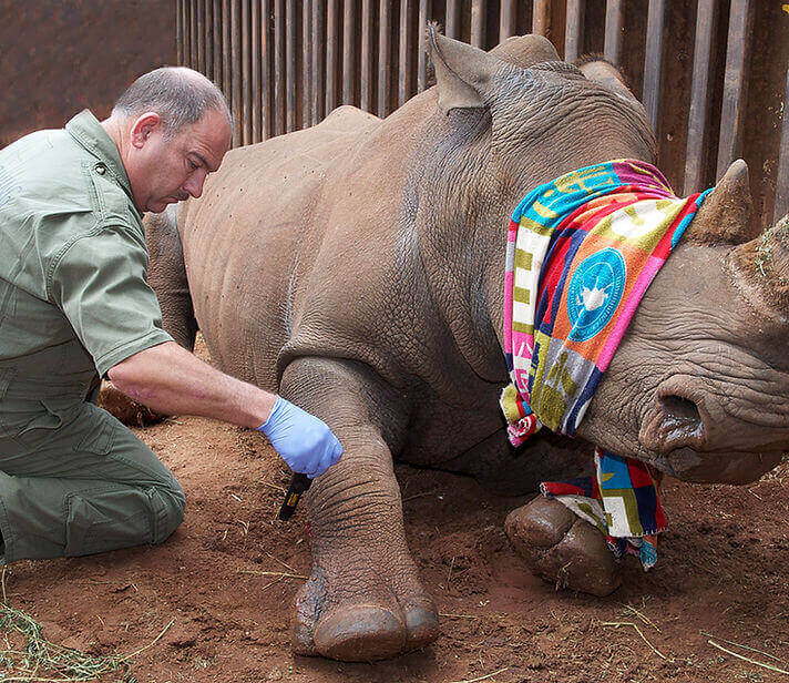 Veterinarian treating a blindfolded rhino