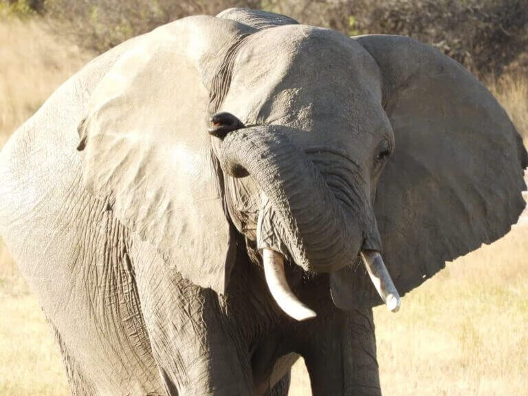 Elephant flapping its ears
