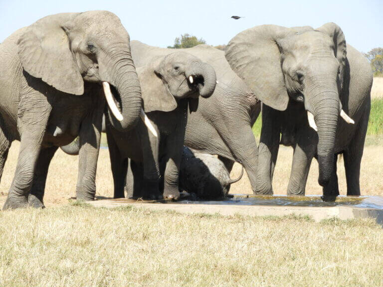 Elephants standing together at Davisons Camp