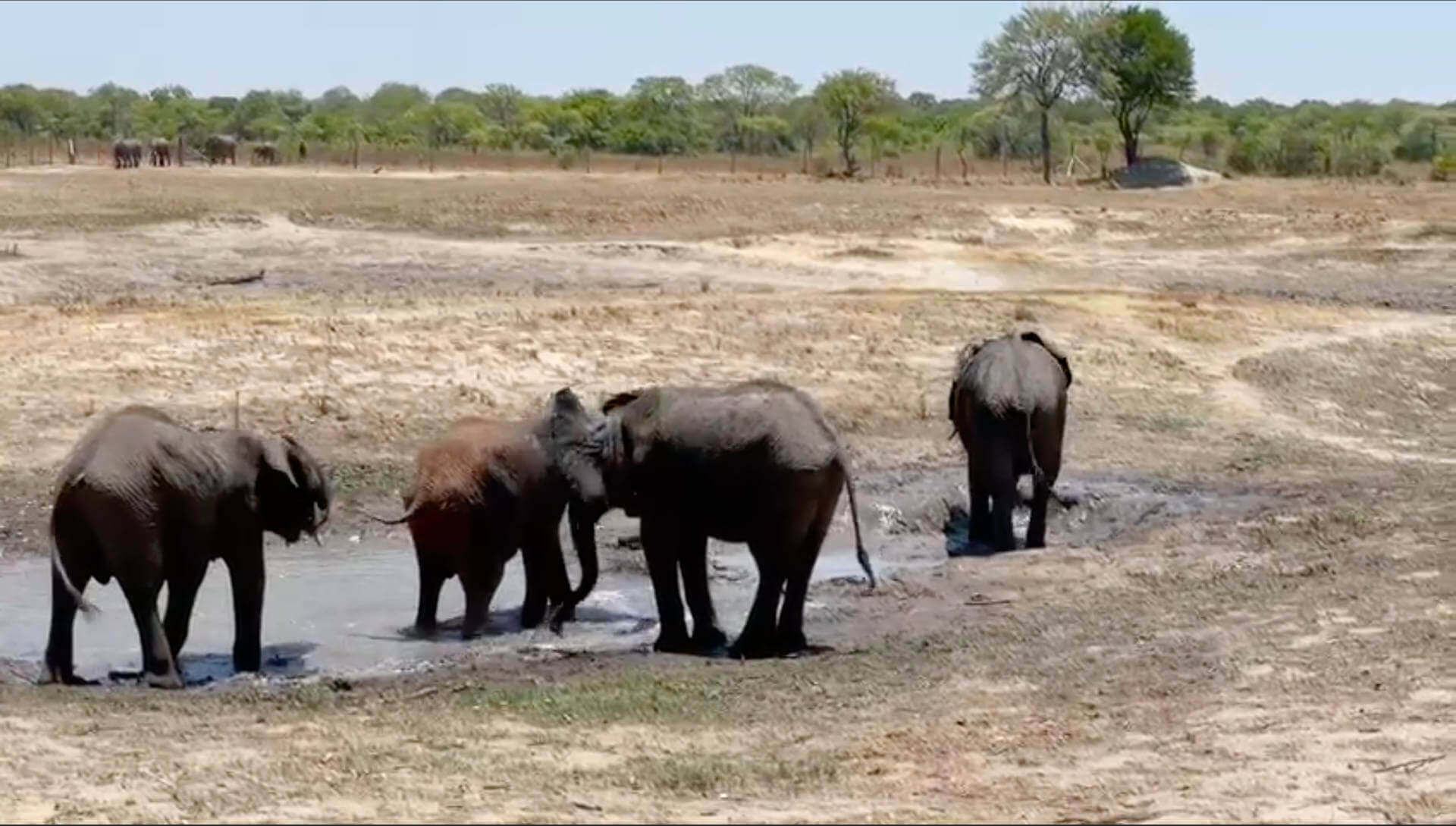 Herd of elephants drinking at a dry waterhole