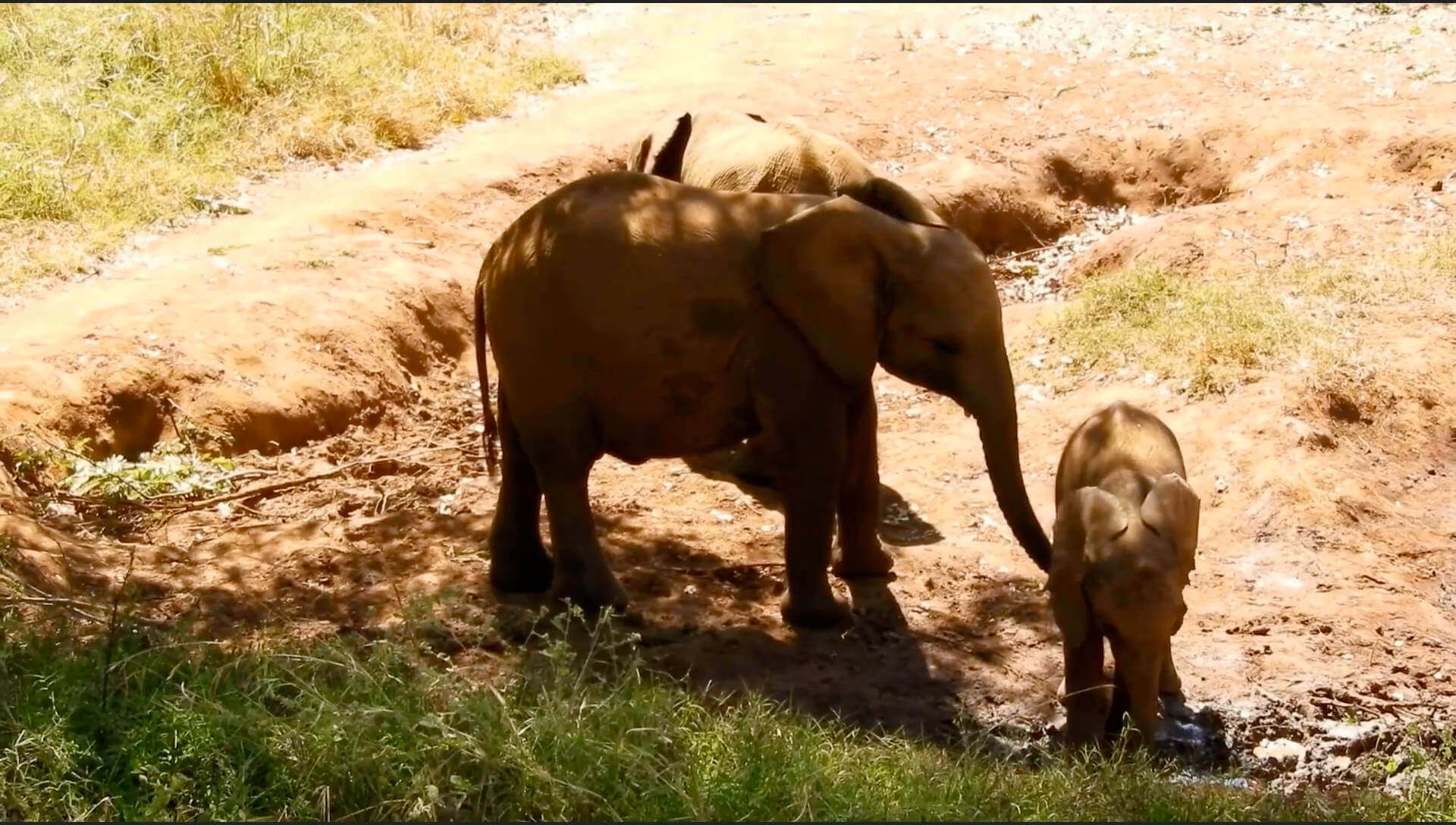 Mother elephant and calf on a red earth bank